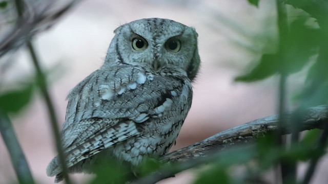 Eastern Screech-Owl - ML623913018