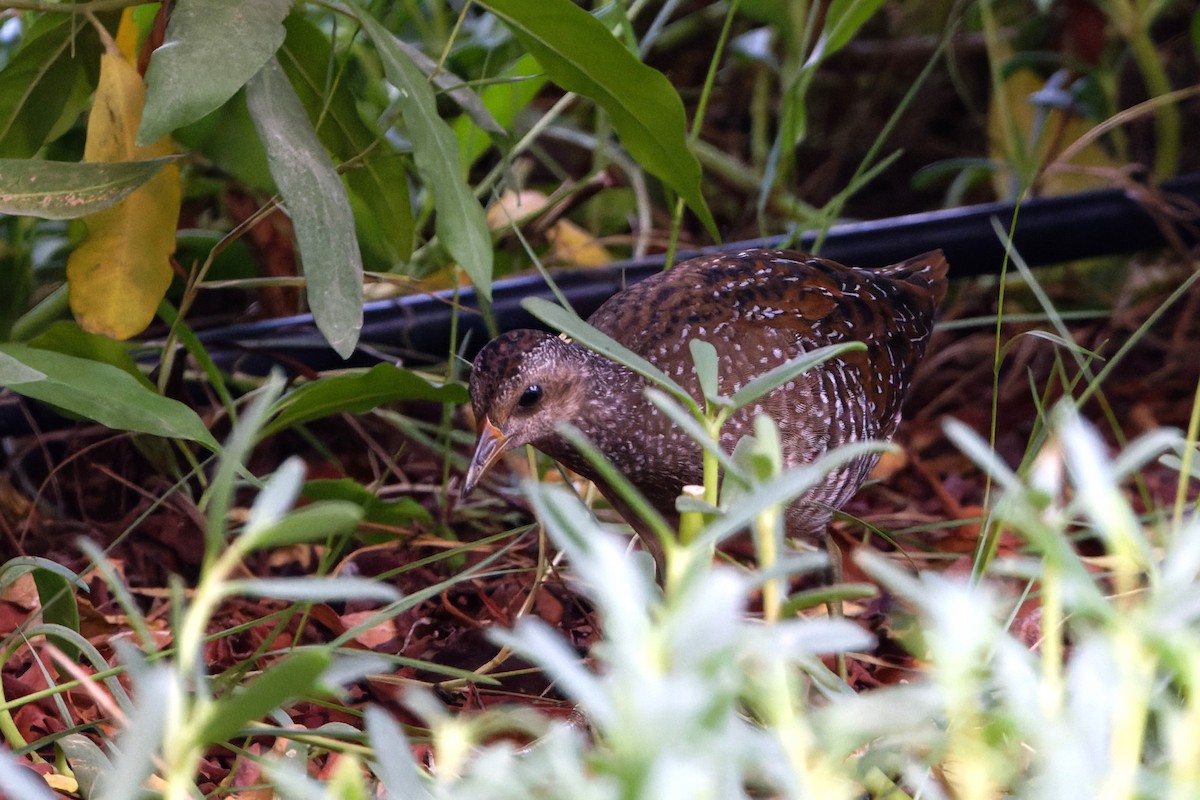 Spotted Crake - ML623913019