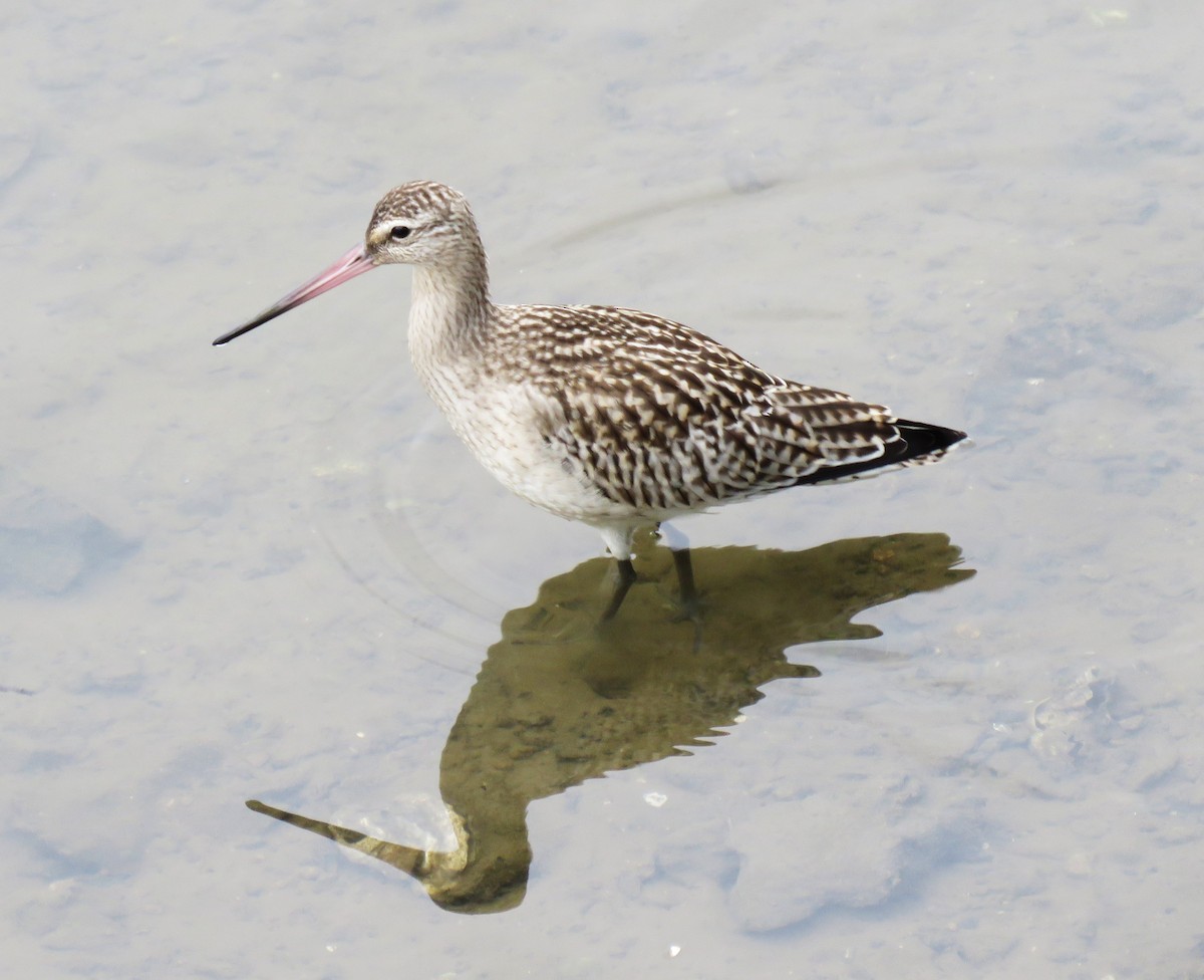 Bar-tailed Godwit - ML623913020