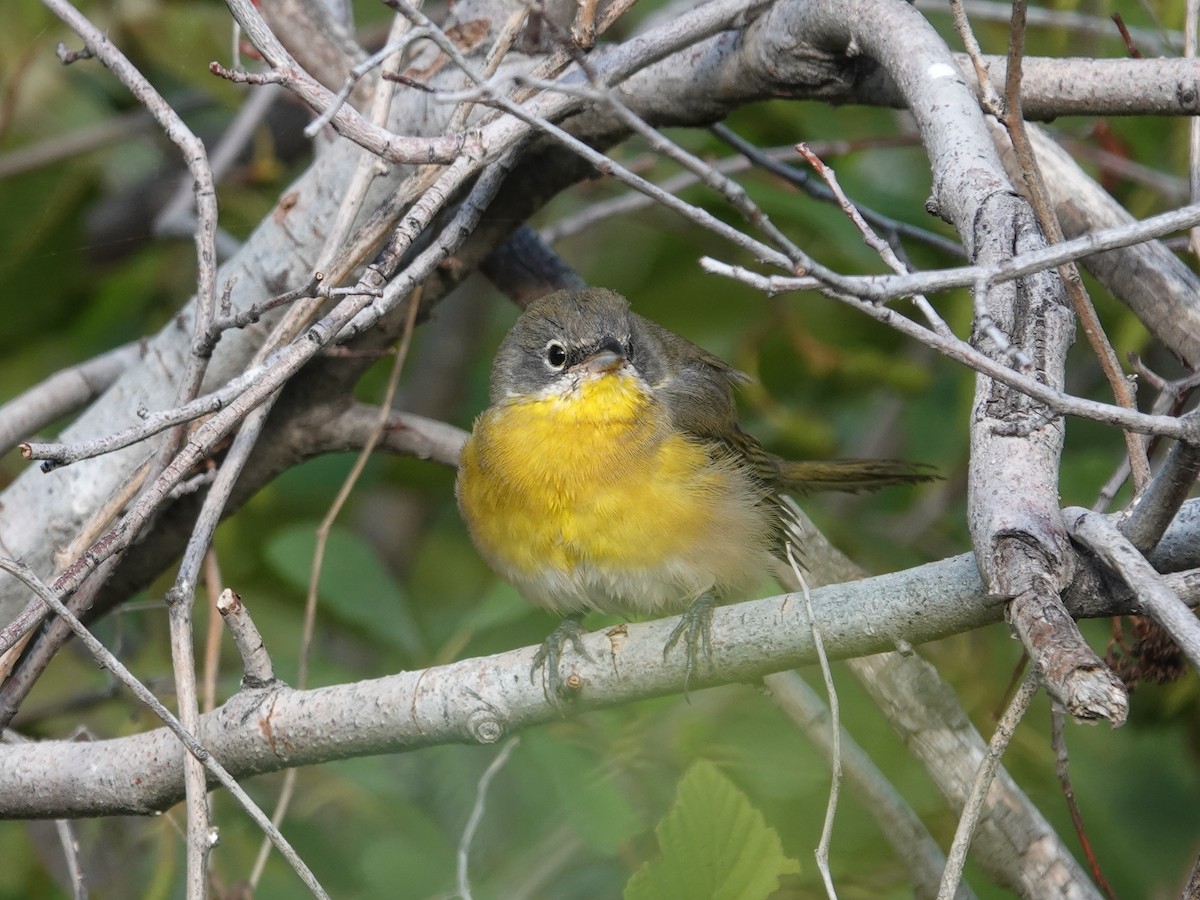 Yellow-breasted Chat - ML623913036