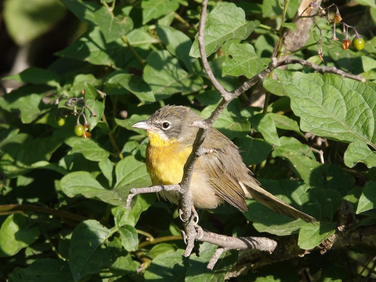 Yellow-breasted Chat - ML623913037