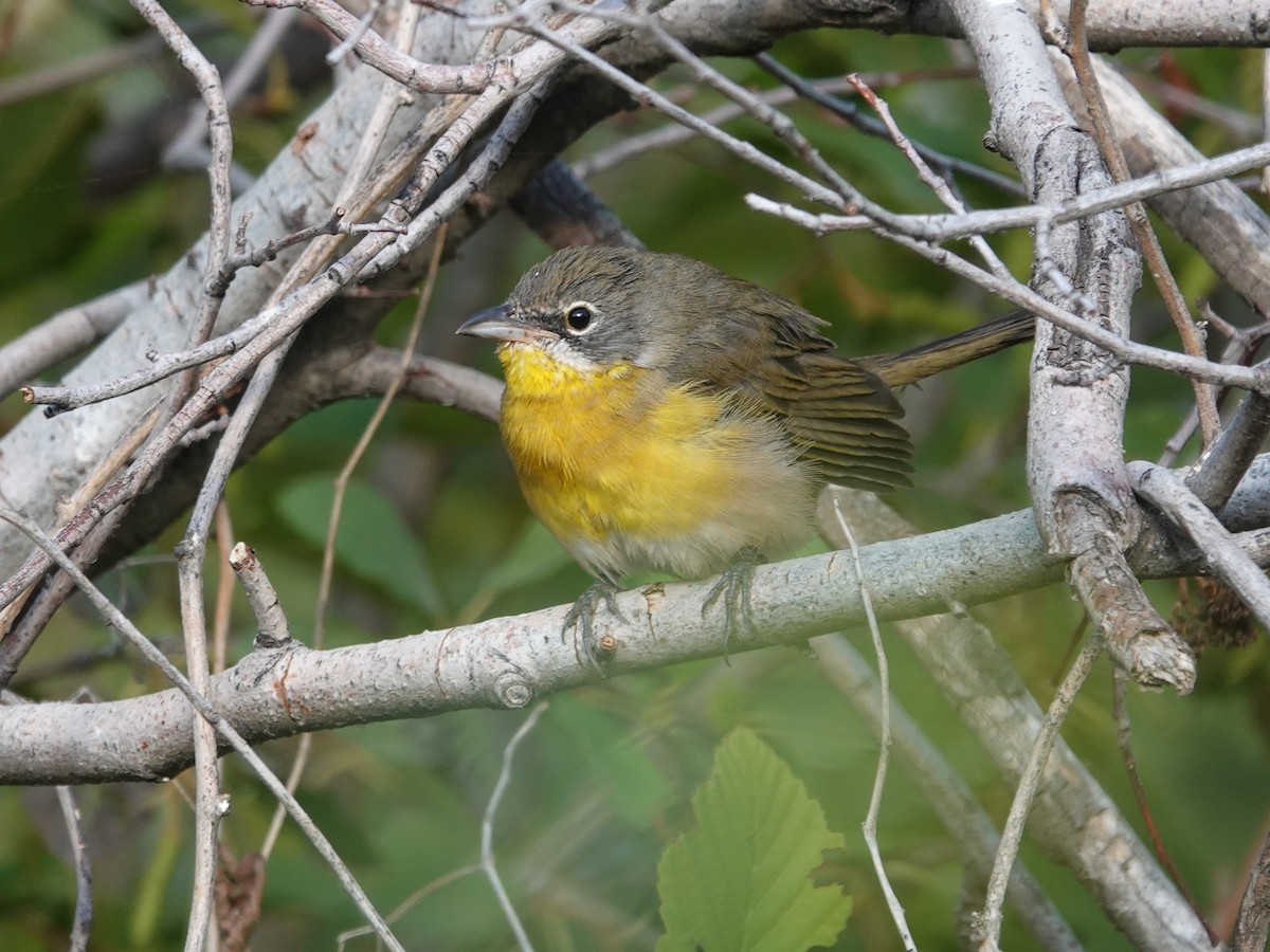 Yellow-breasted Chat - ML623913038