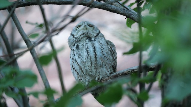 Eastern Screech-Owl - ML623913044