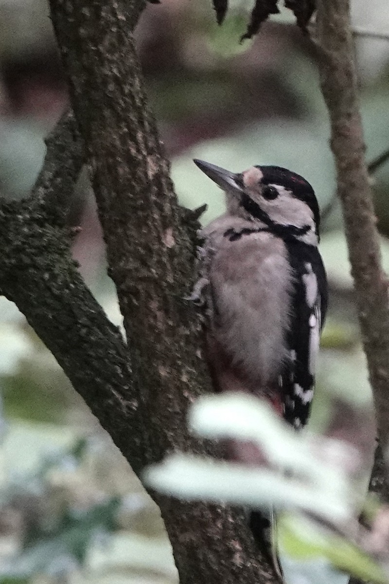 Great Spotted Woodpecker - ML623913045