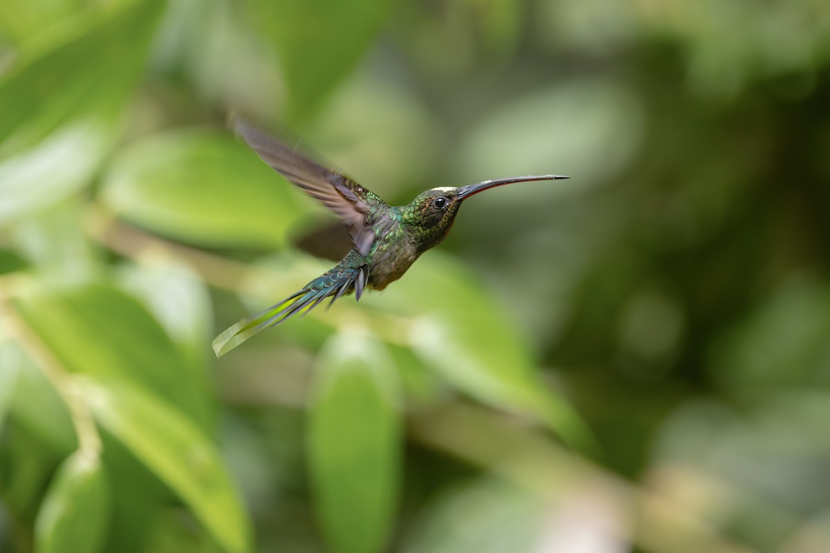 Green Hermit - Alain Jacot