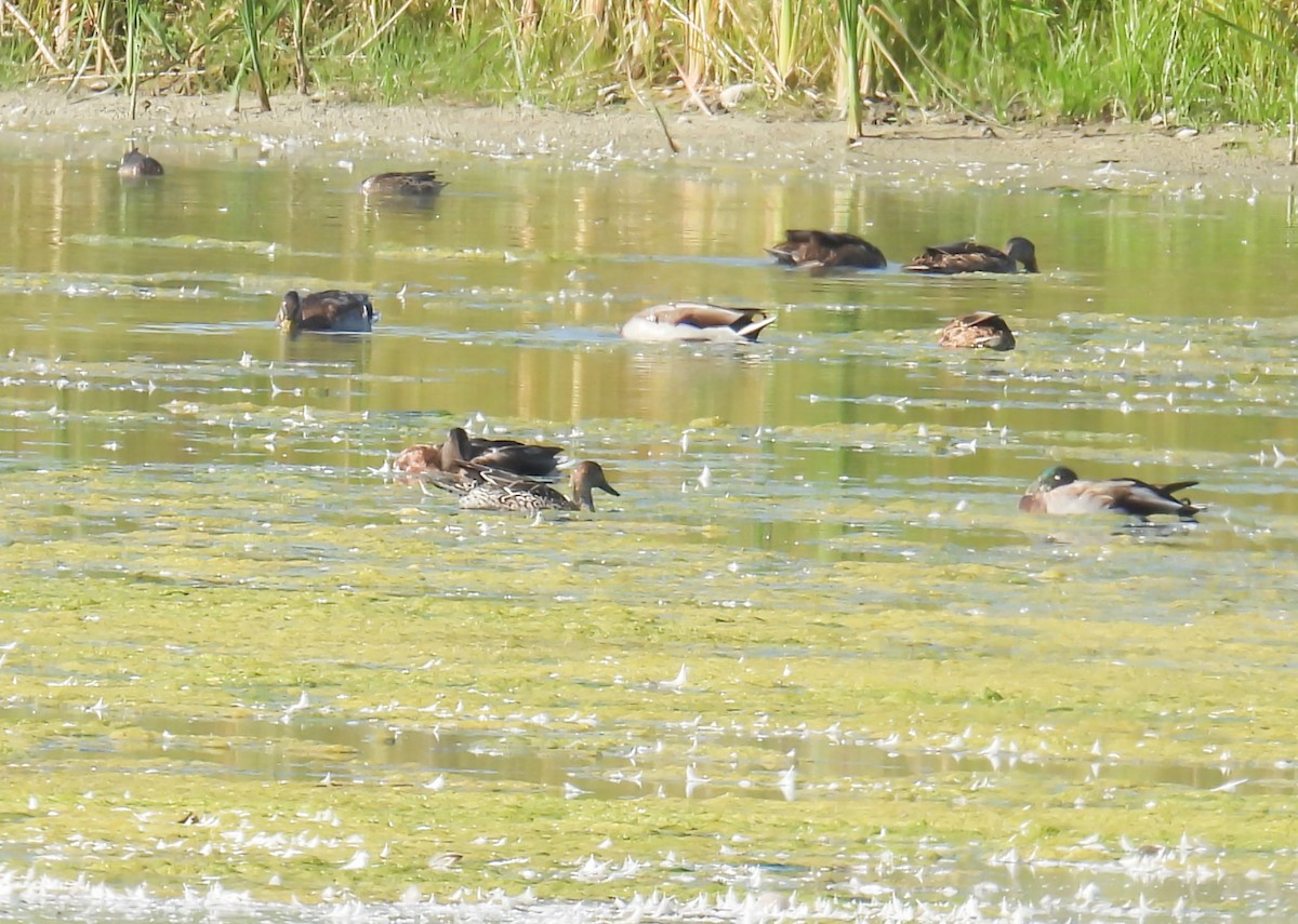 Northern Pintail - ML623913048