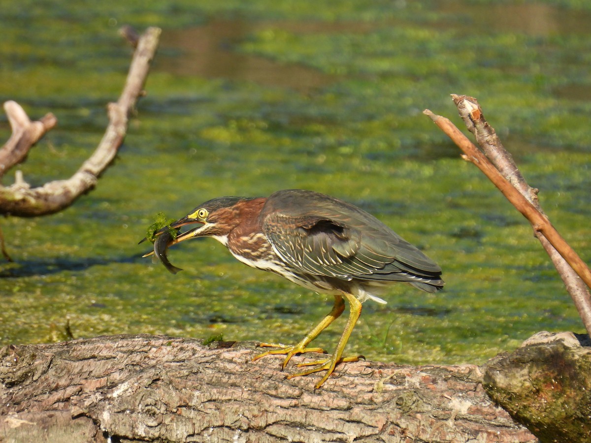 Green Heron - ML623913055