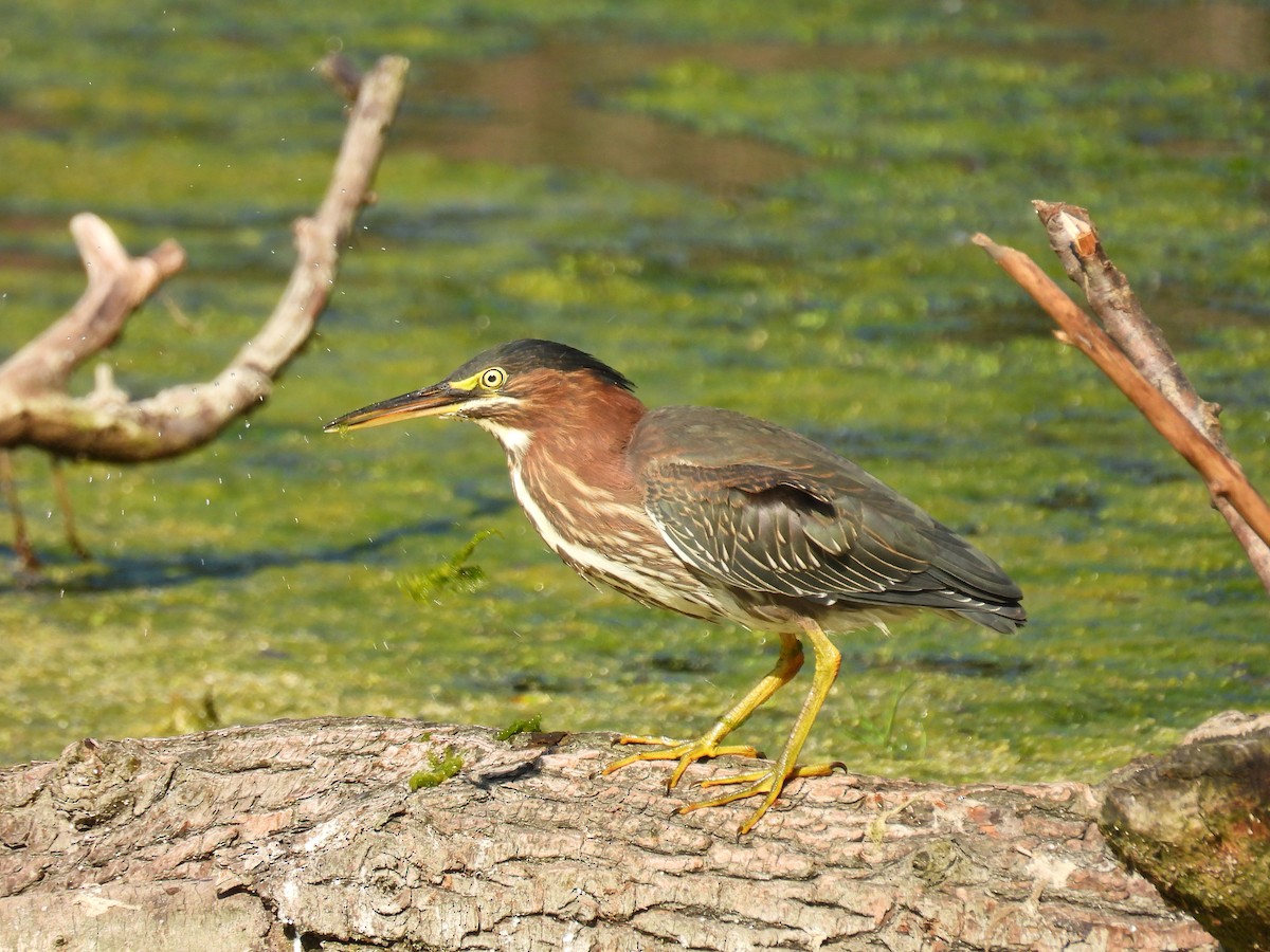 Green Heron - ML623913057