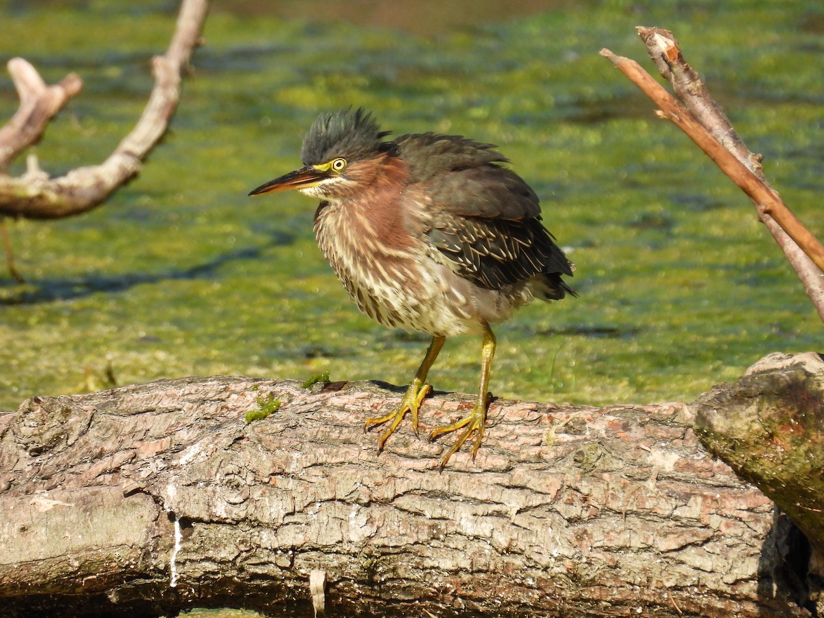 Green Heron - ML623913058