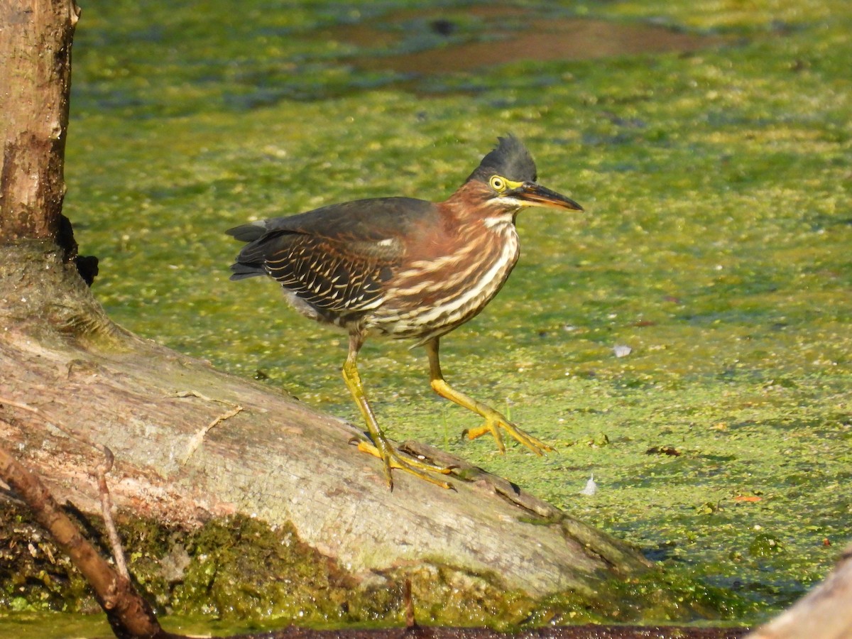 Green Heron - ML623913059