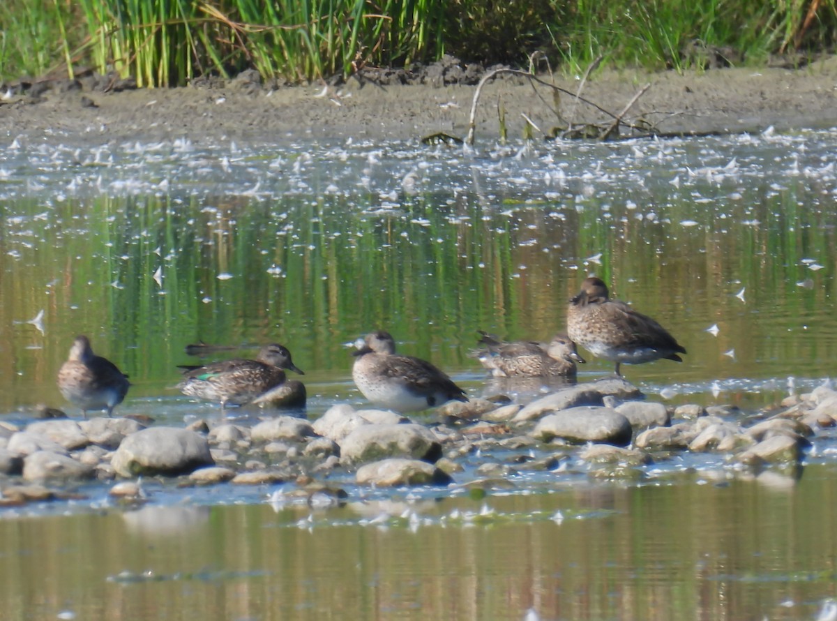 Green-winged Teal - ML623913061