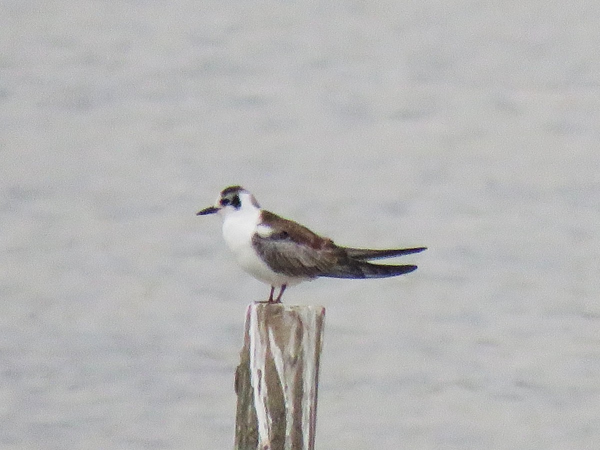 White-winged Tern - ML623913067