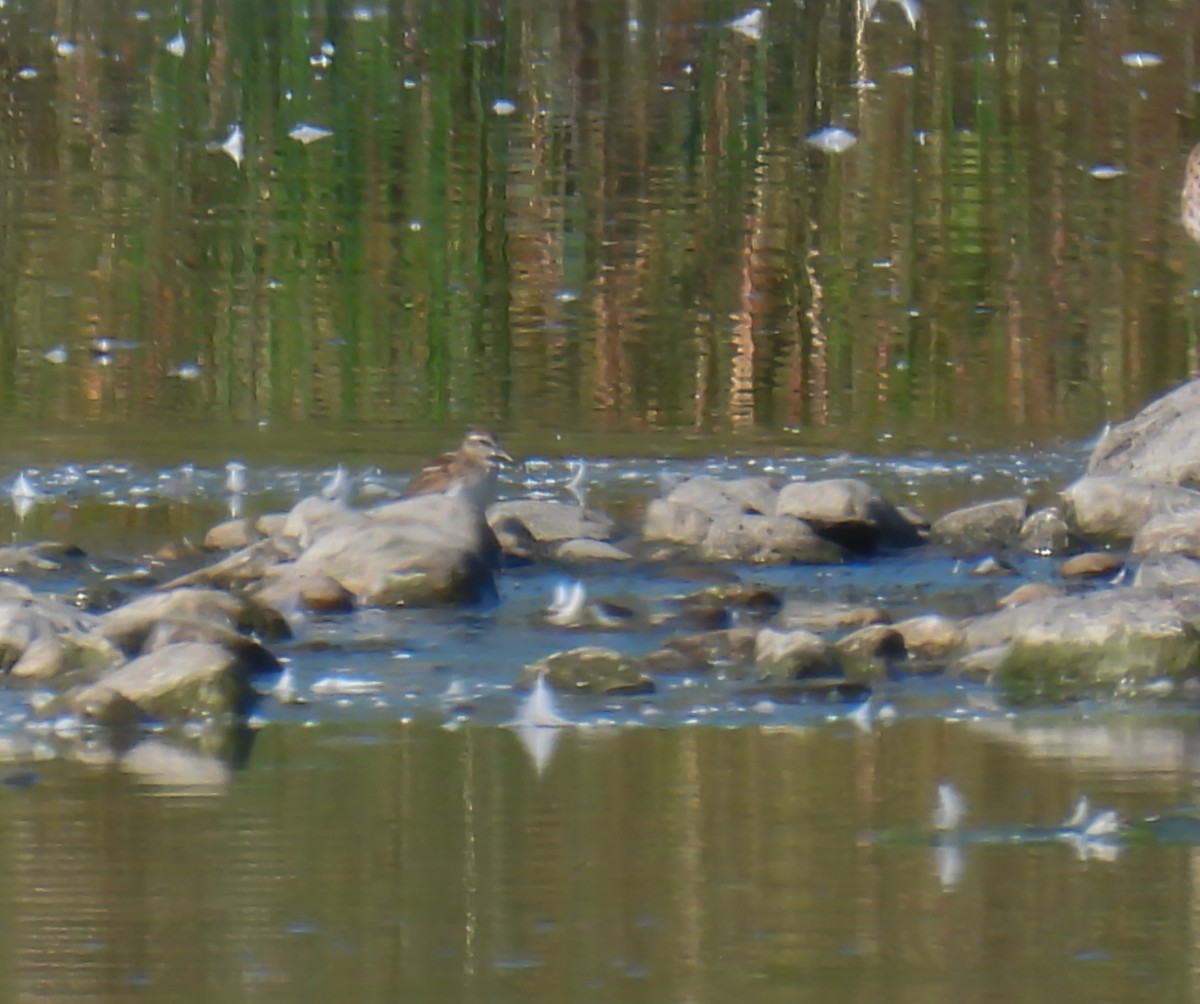 Least Sandpiper - ML623913071