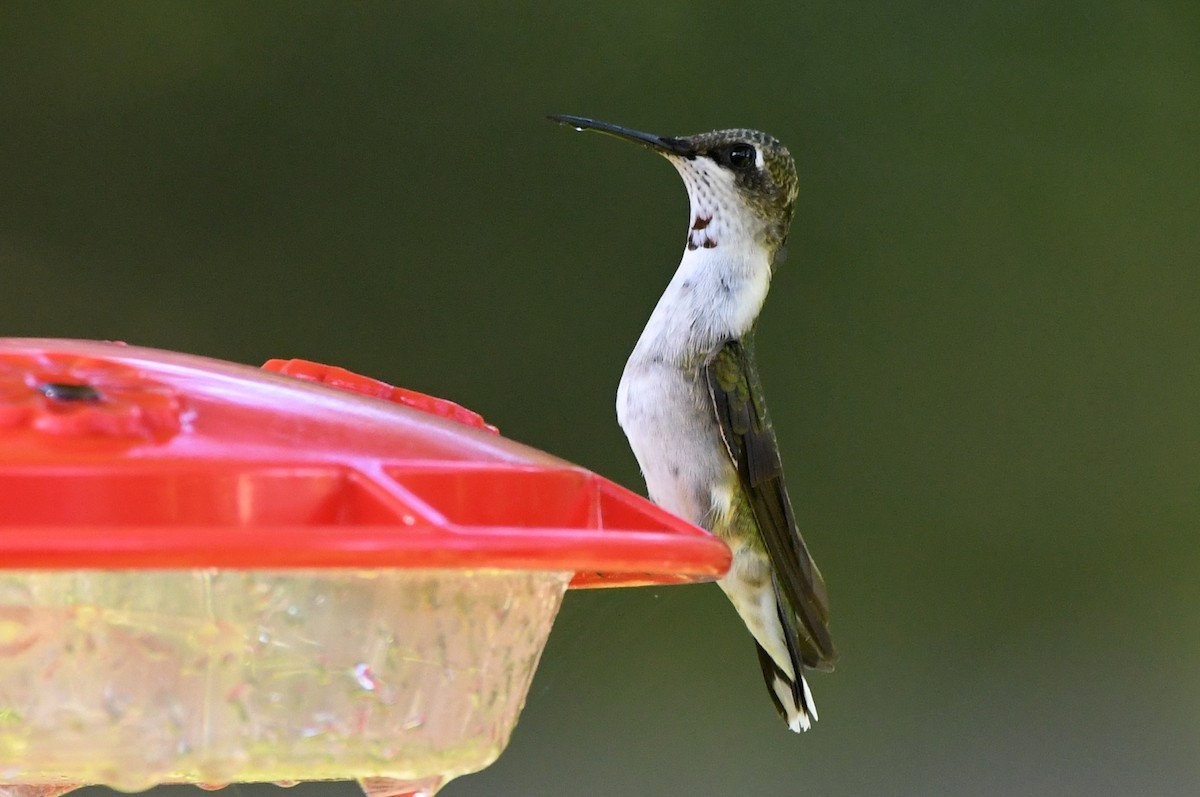 Ruby-throated Hummingbird - ML623913072