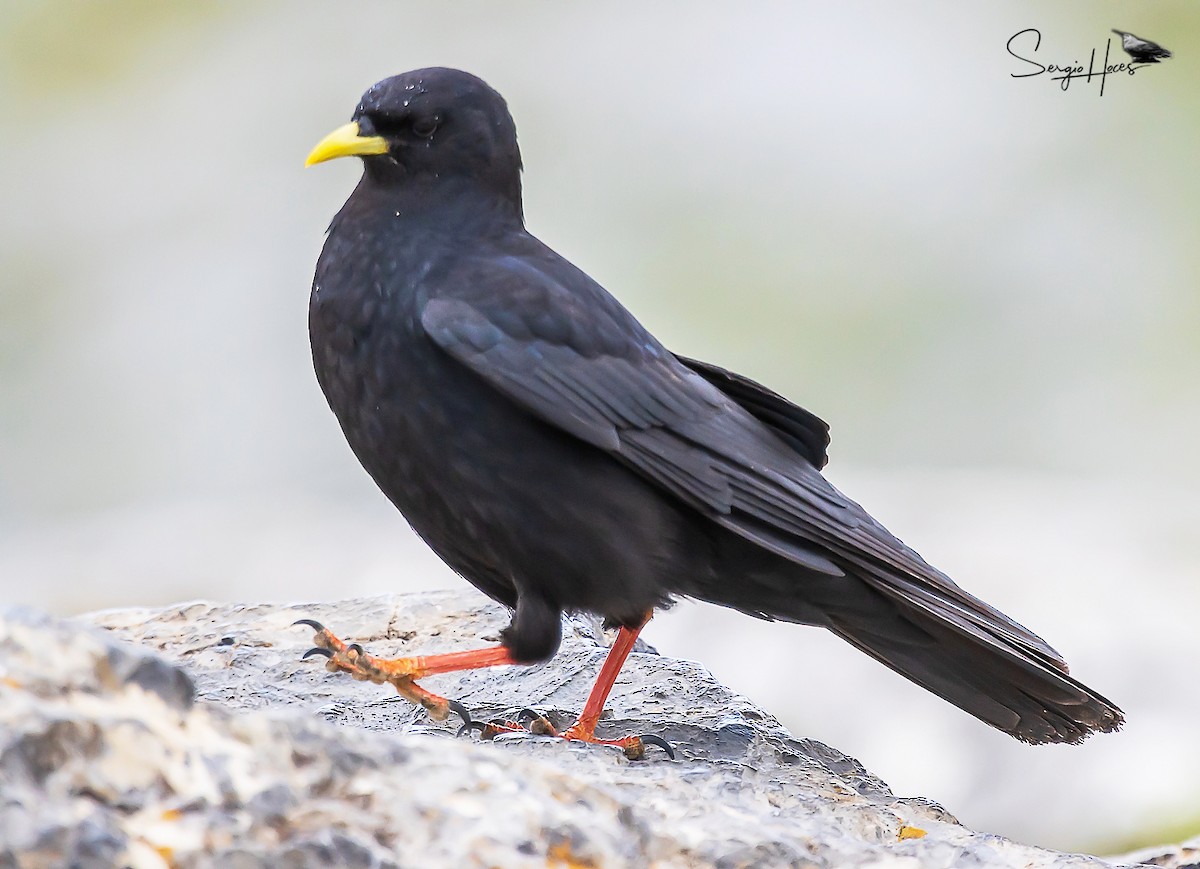 Yellow-billed Chough - ML623913073