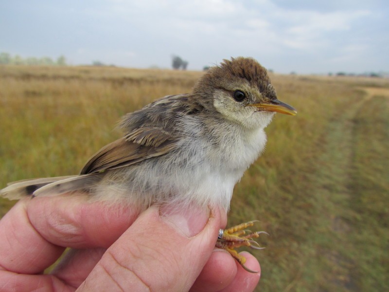 Levaillant's Cisticola - ML623913074