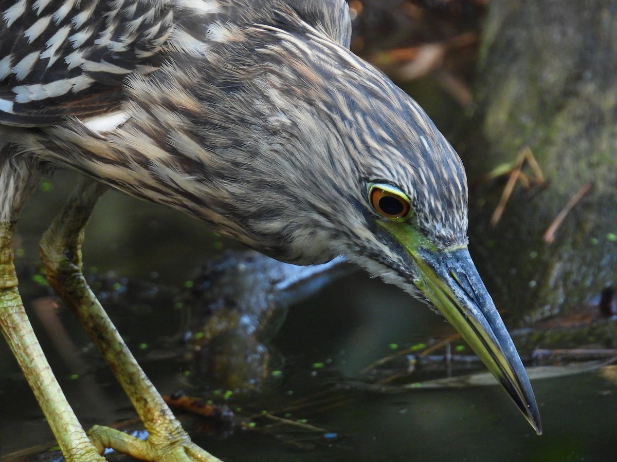 Black-crowned Night Heron - ML623913076