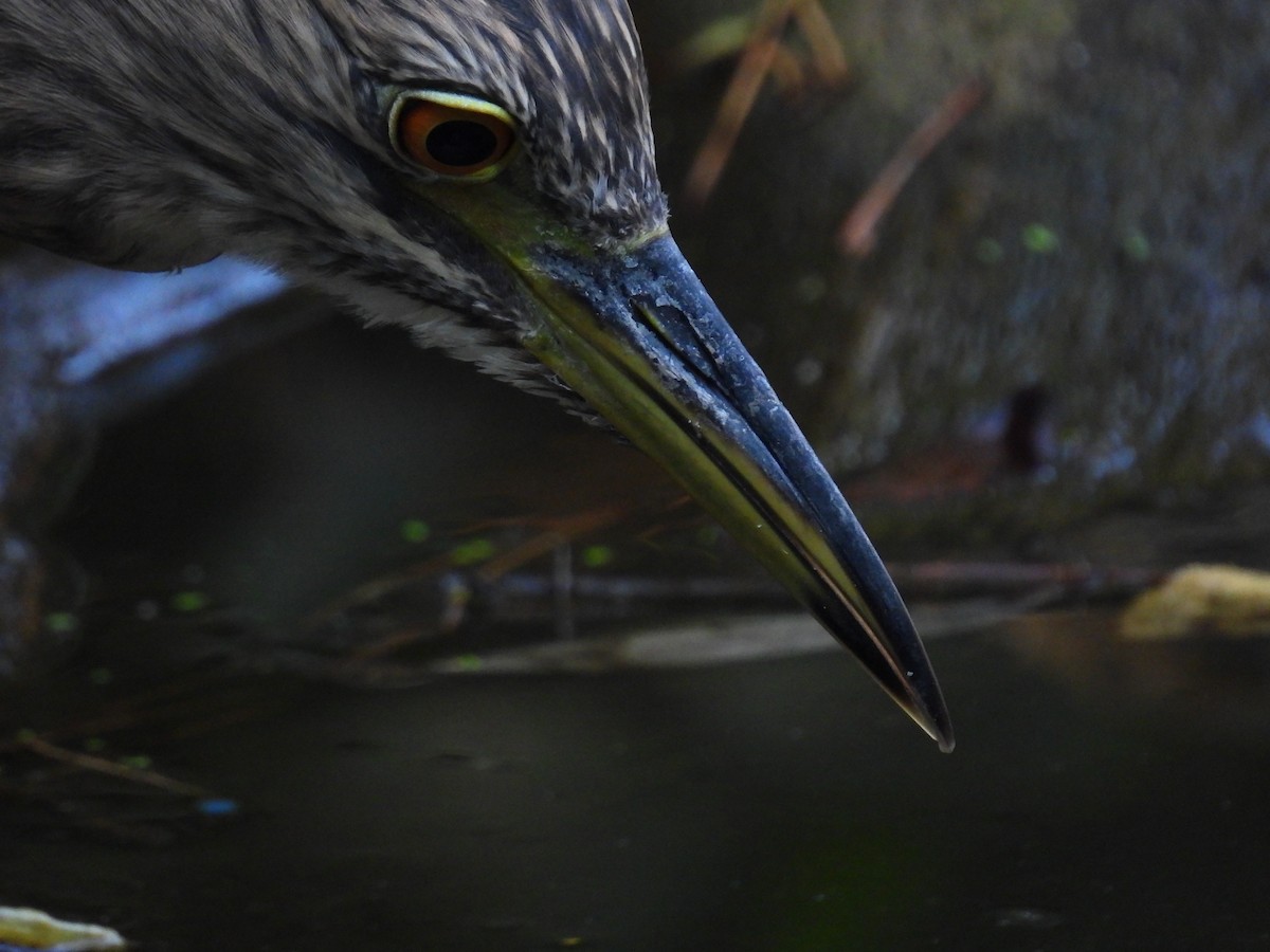 Black-crowned Night Heron - ML623913078