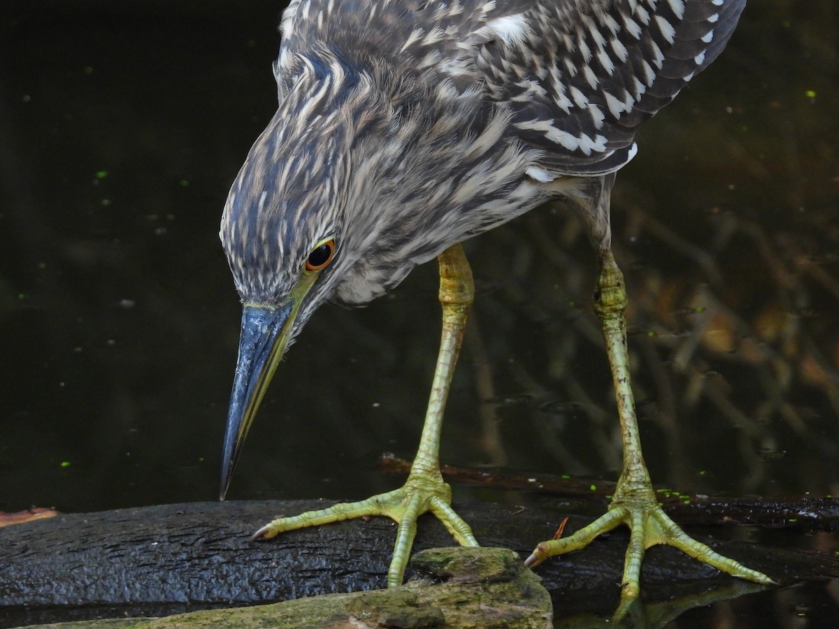 Black-crowned Night Heron - ML623913081