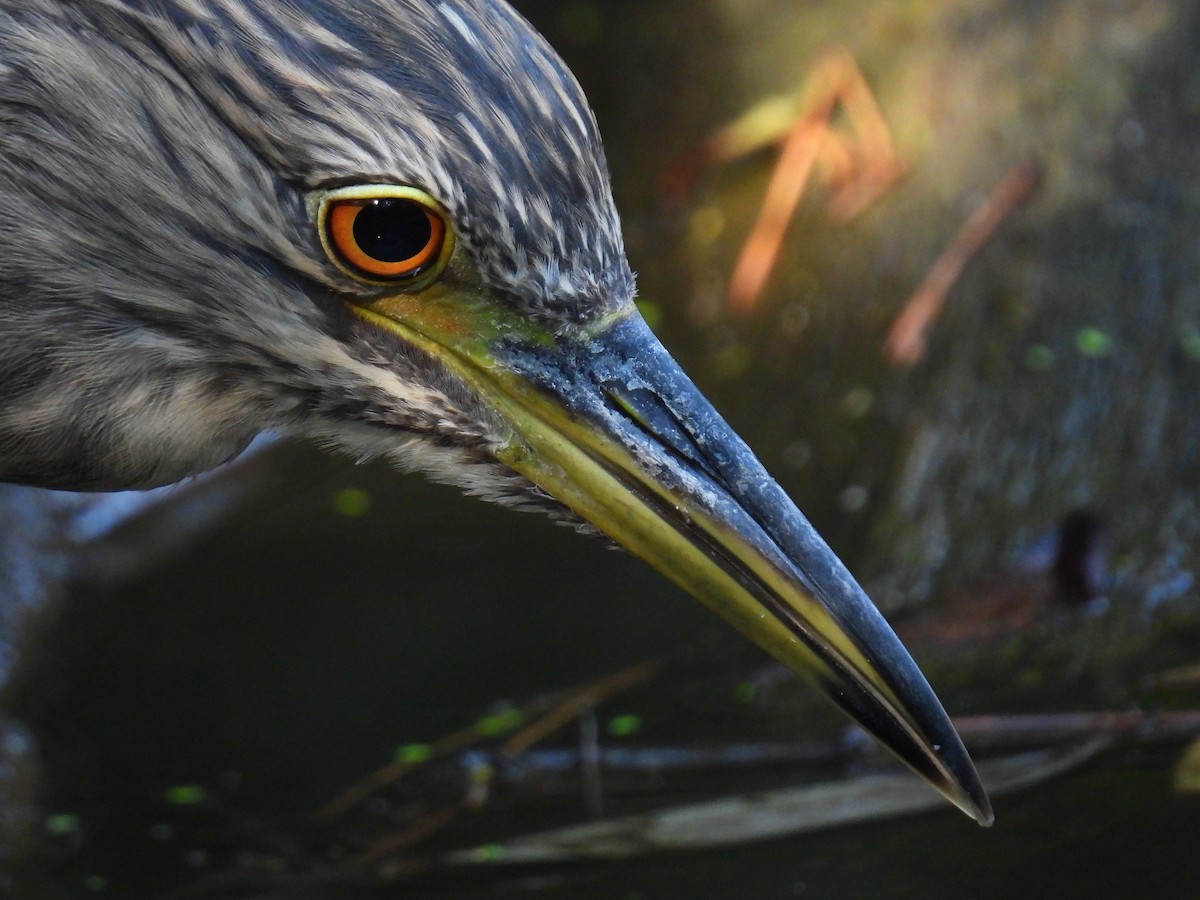 Black-crowned Night Heron - Morgan Bell