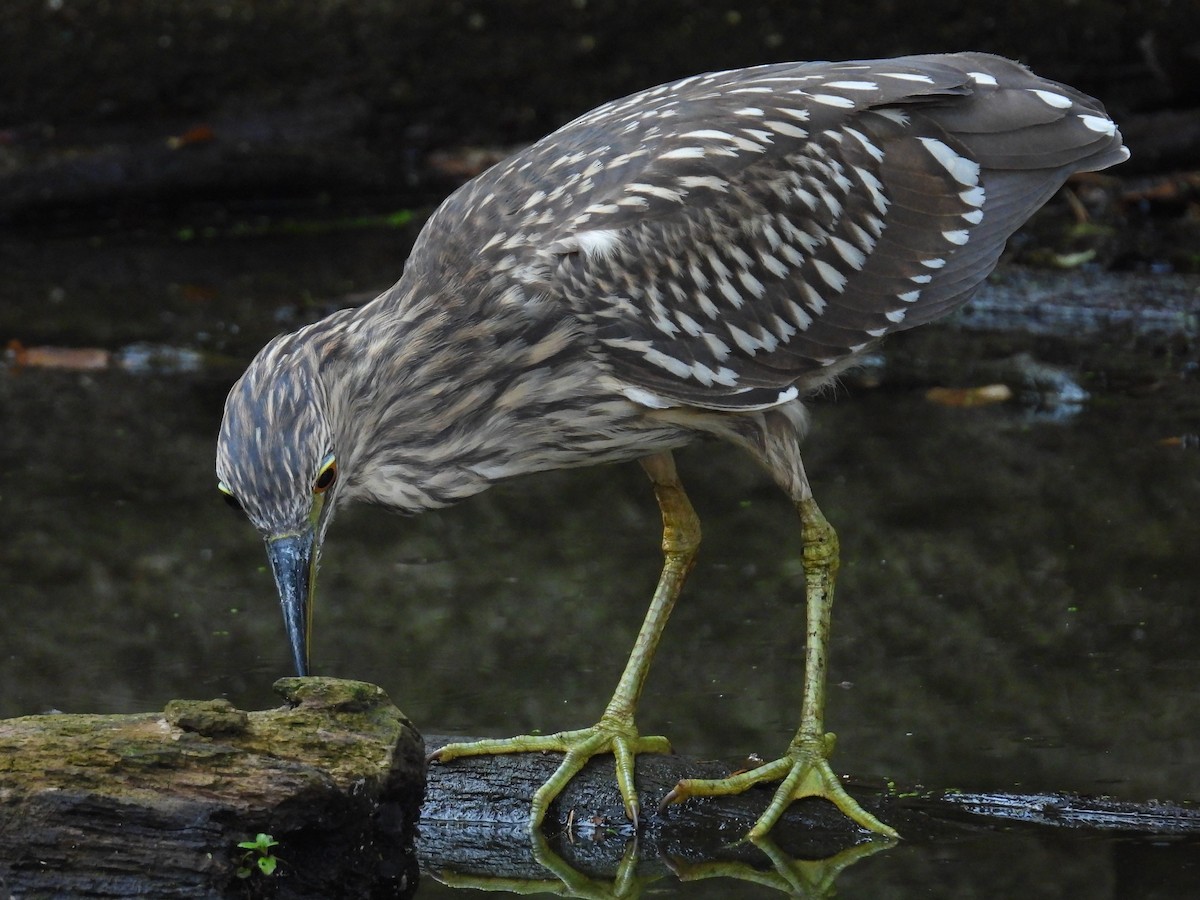 Black-crowned Night Heron - ML623913085