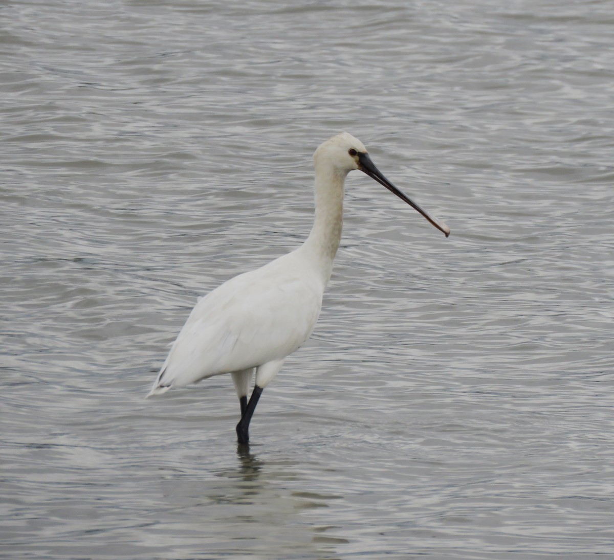 Eurasian Spoonbill - ML623913087