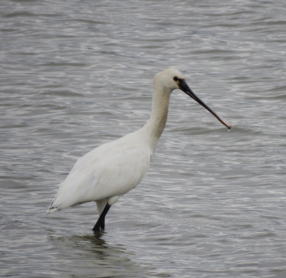 Eurasian Spoonbill - ML623913088