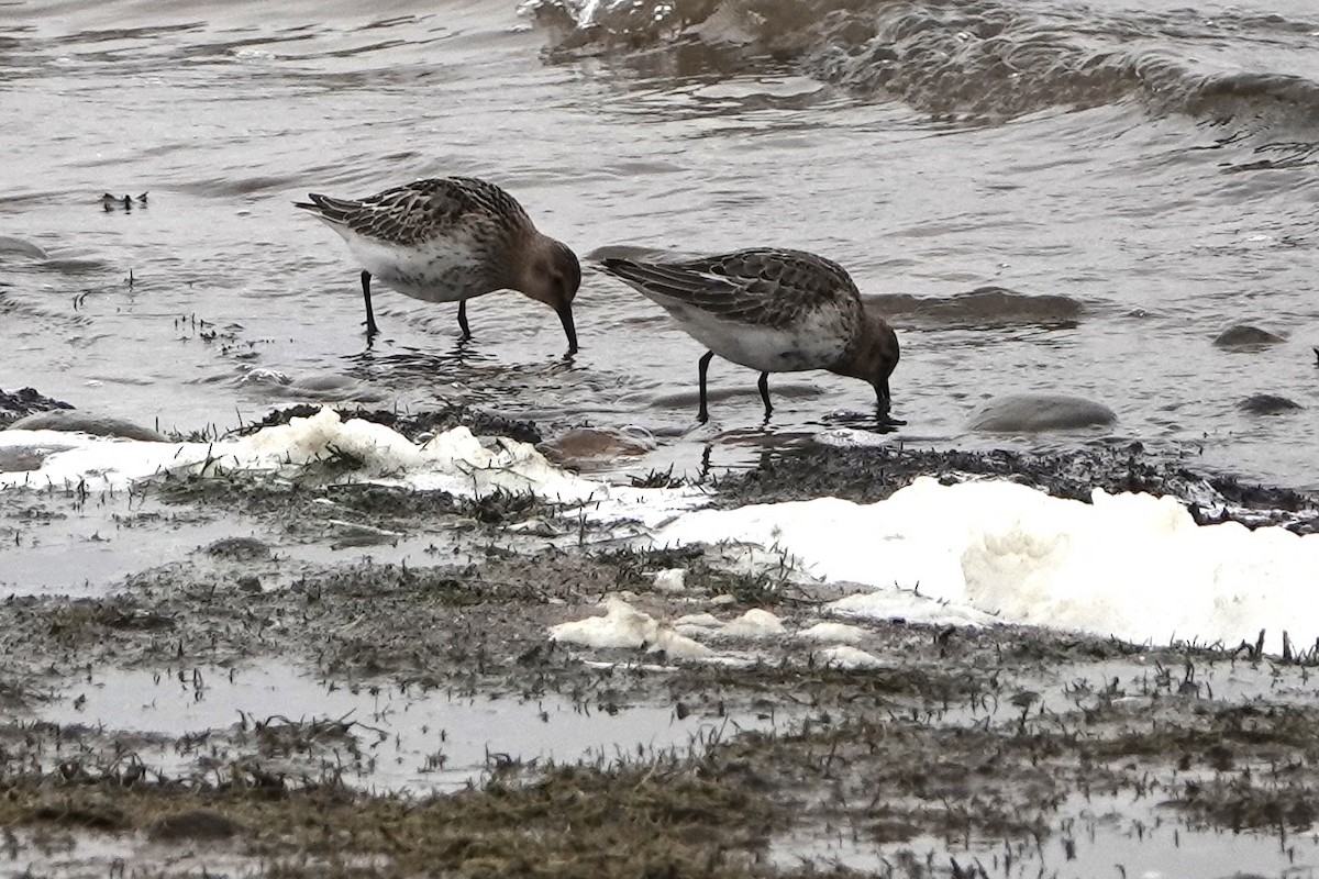 Dunlin - David Oulsnam