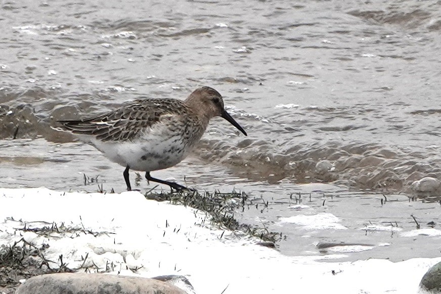 Dunlin - ML623913092