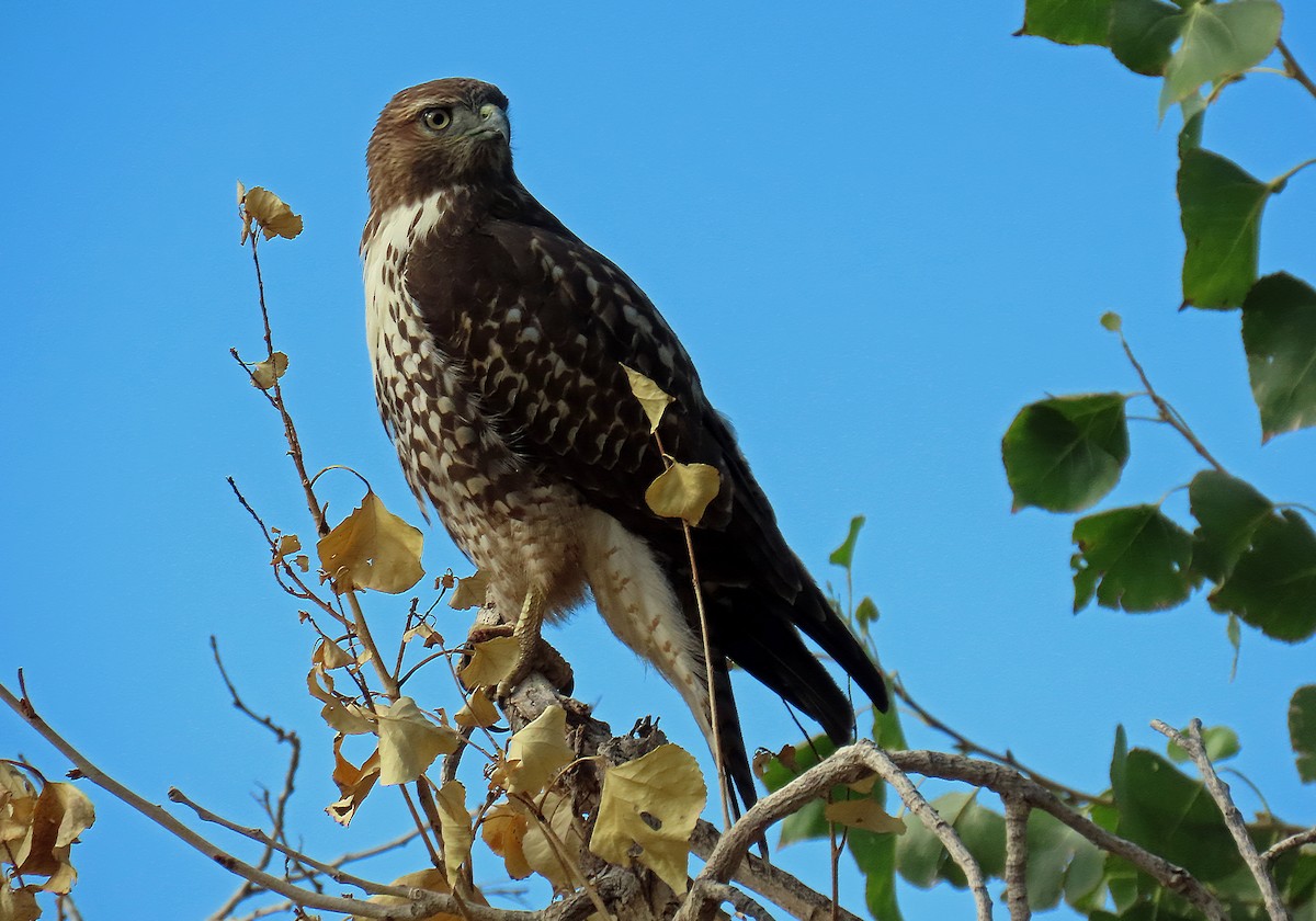 Rotschwanzbussard - ML623913093