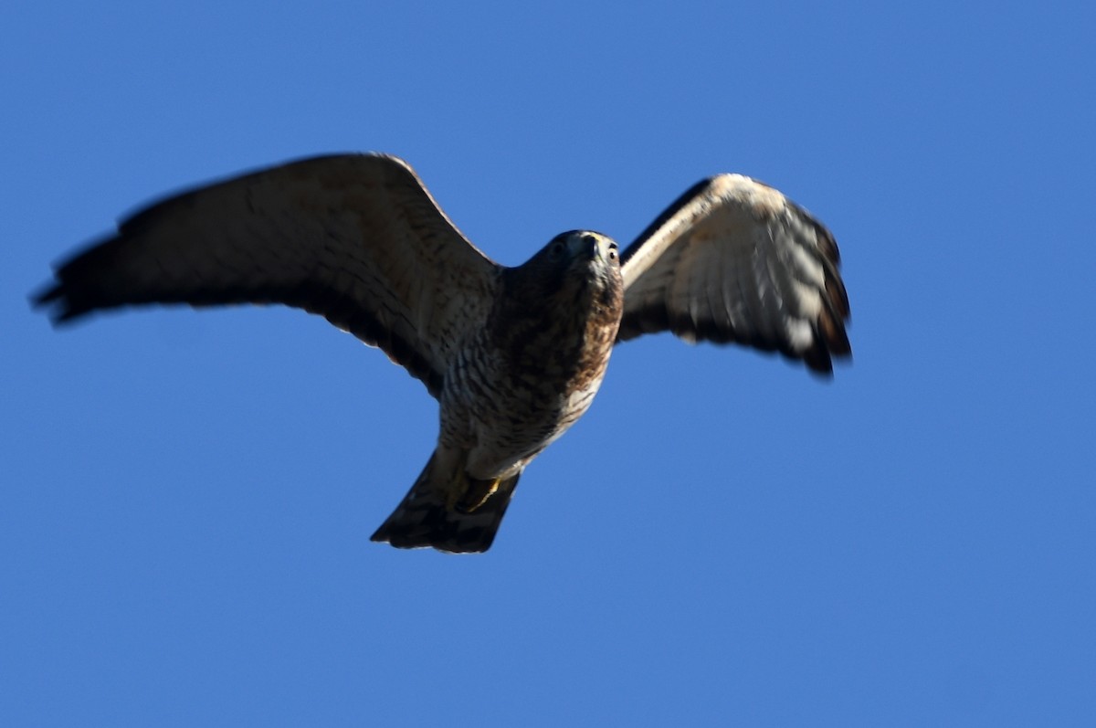 Broad-winged Hawk - ML623913095