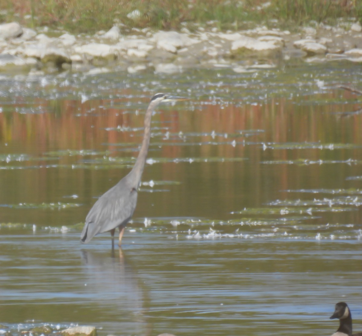 Great Blue Heron - ML623913096