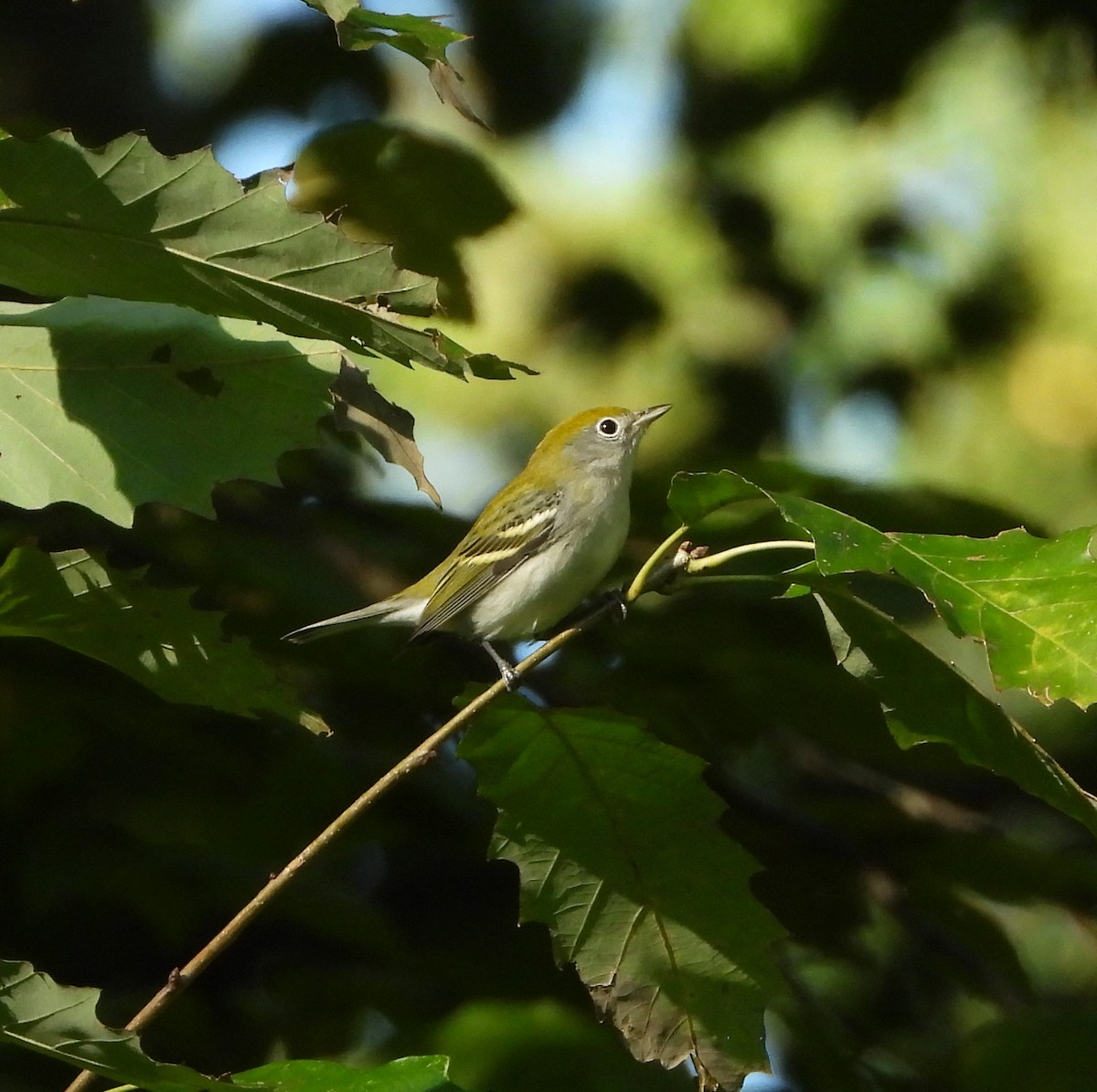 Chestnut-sided Warbler - ML623913098