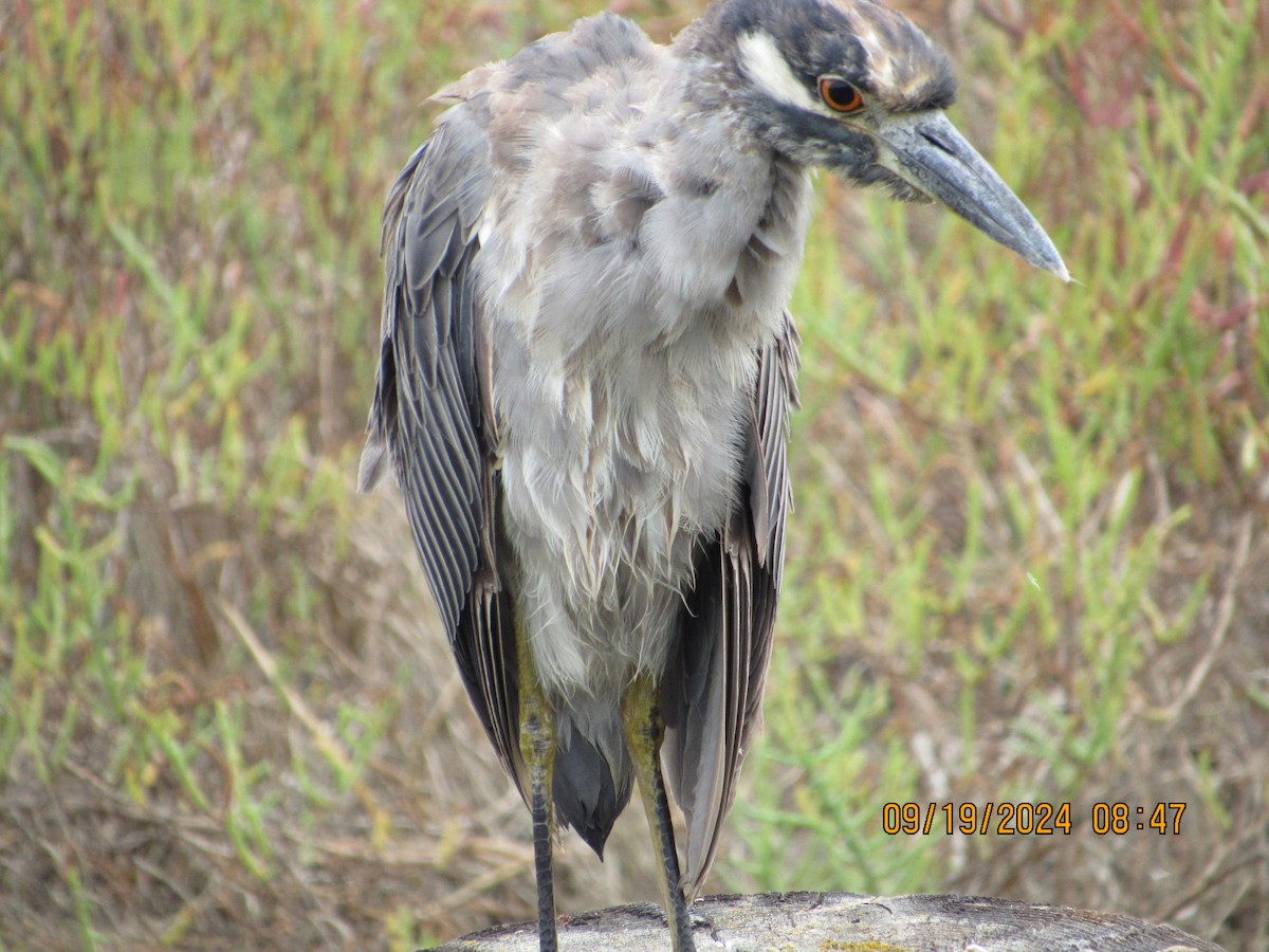 Yellow-crowned Night Heron - ML623913099