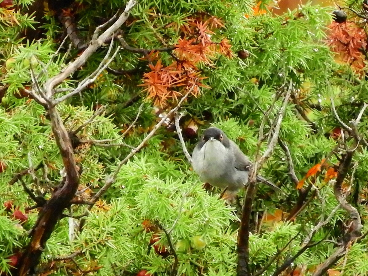 Sardinian Warbler - ML623913100