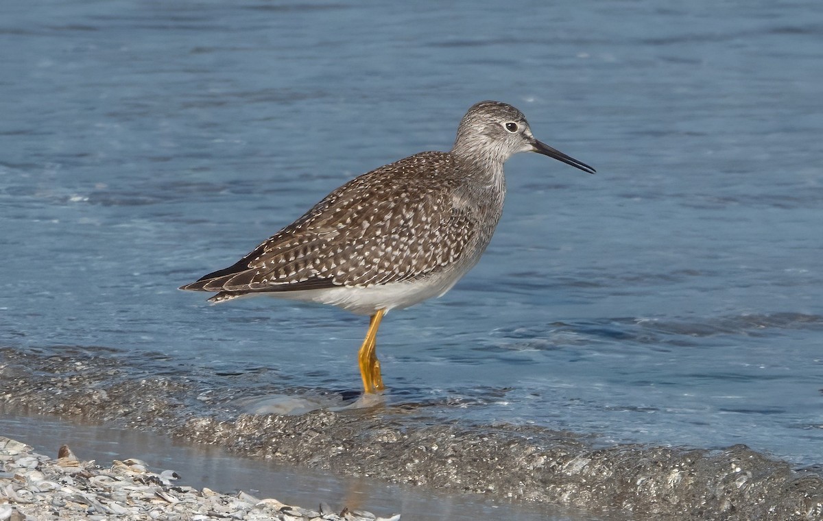 Lesser Yellowlegs - Gale VerHague