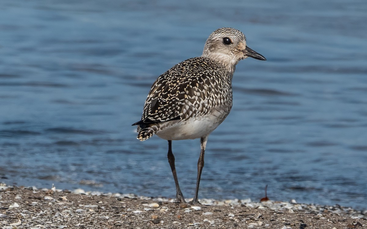 Black-bellied Plover - ML623913112