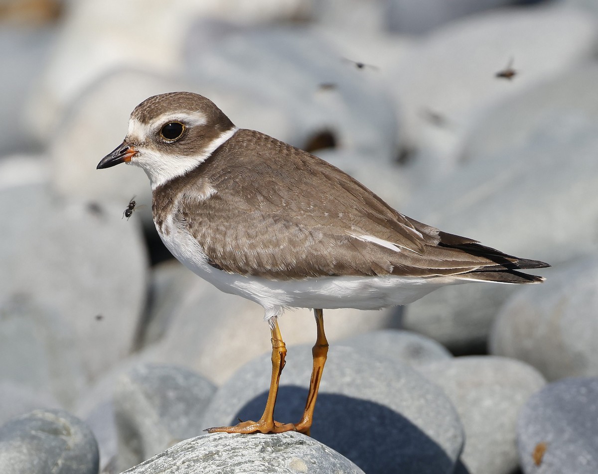 Semipalmated Plover - ML623913117