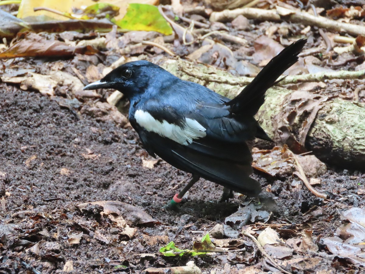 Seychelles Magpie-Robin - ML623913119