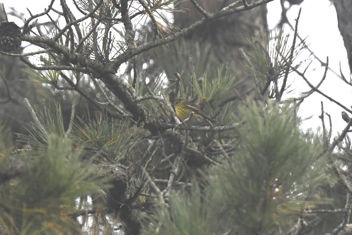 Cape May Warbler - ML623913133