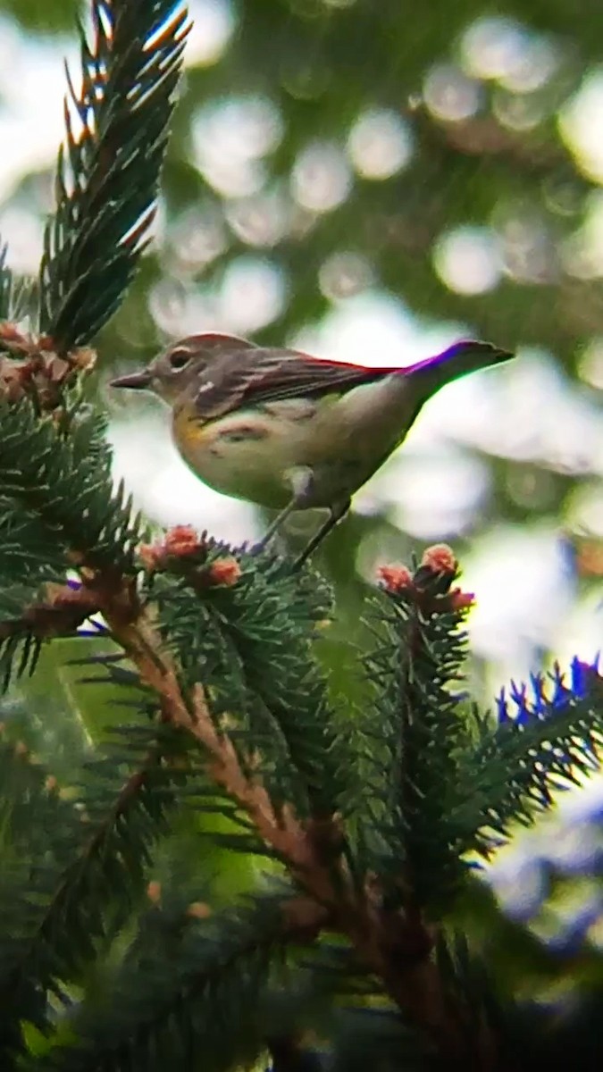 Yellow-rumped Warbler - ML623913135