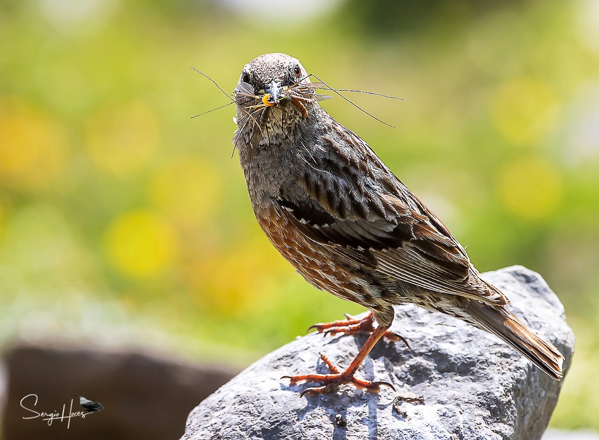 Alpine Accentor - ML623913136