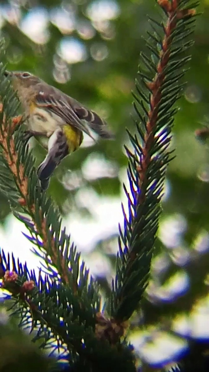 Yellow-rumped Warbler - ML623913137