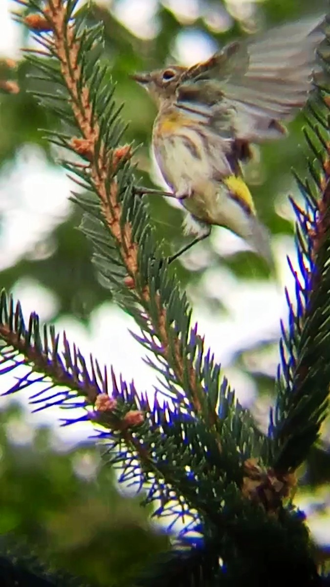 Yellow-rumped Warbler - ML623913139