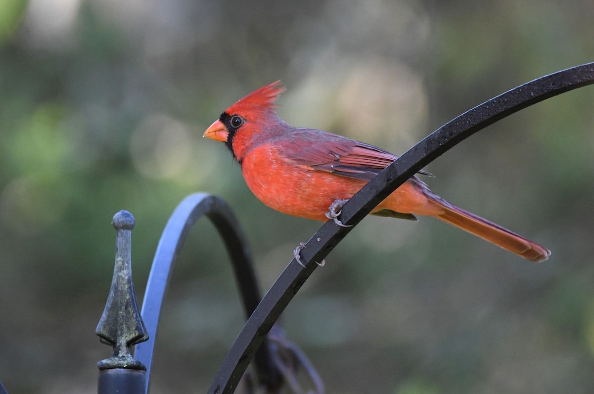 Northern Cardinal - ML623913140