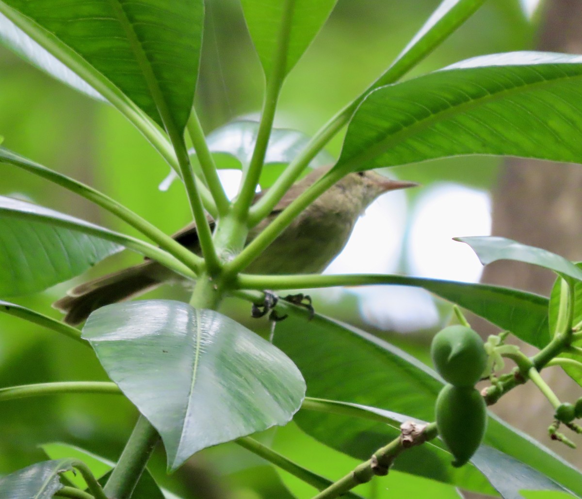 Seychelles Warbler - ML623913141