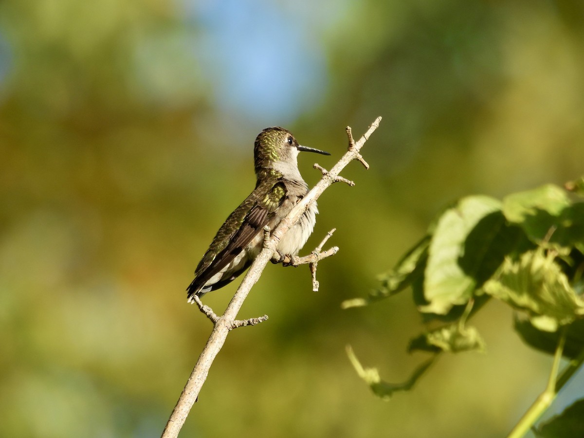 Ruby-throated Hummingbird - ML623913144