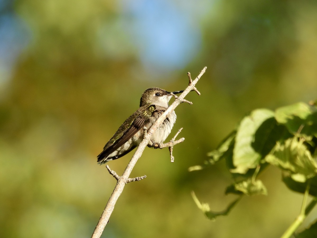 Ruby-throated Hummingbird - ML623913145