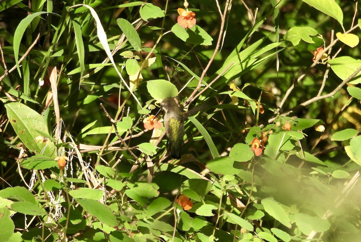 Ruby-throated Hummingbird - ML623913146