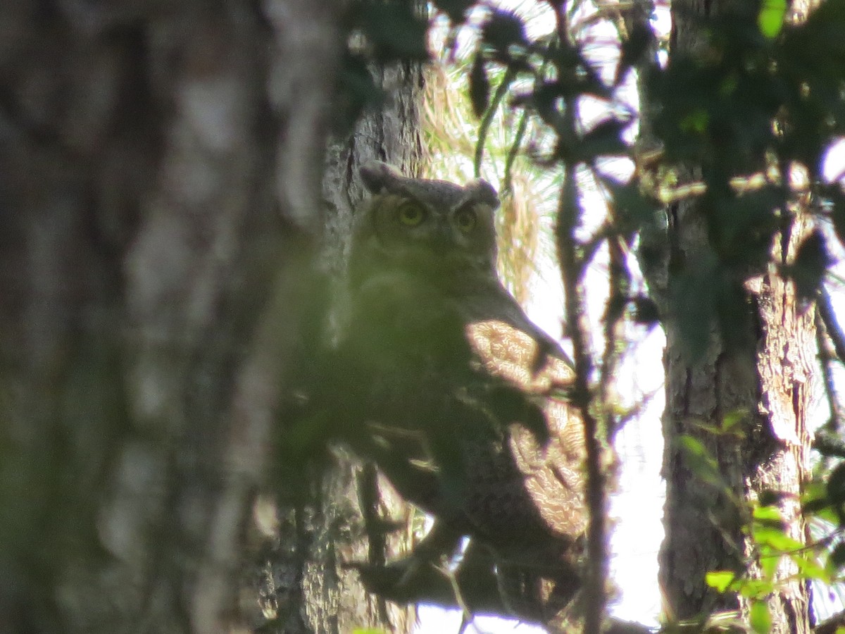 Great Horned Owl - Ethan Maynard